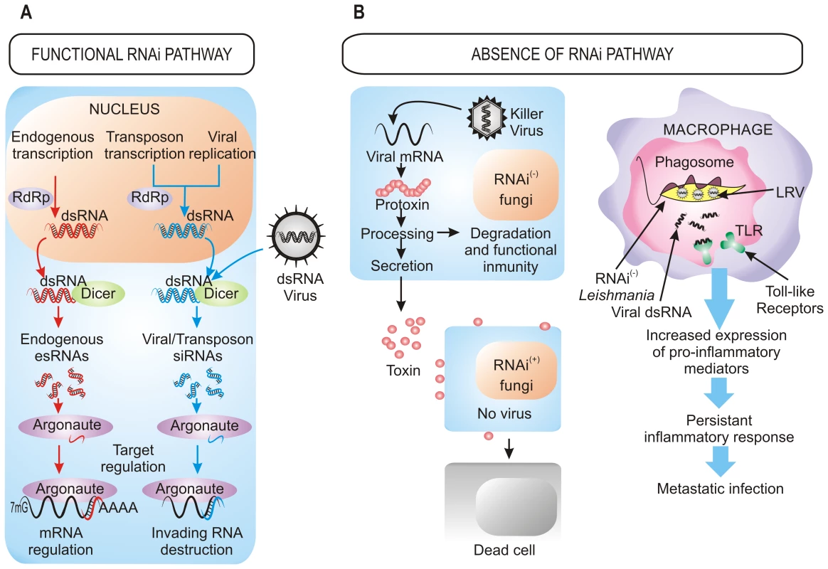 Benefits of the retention/loss of the RNAi pathway.