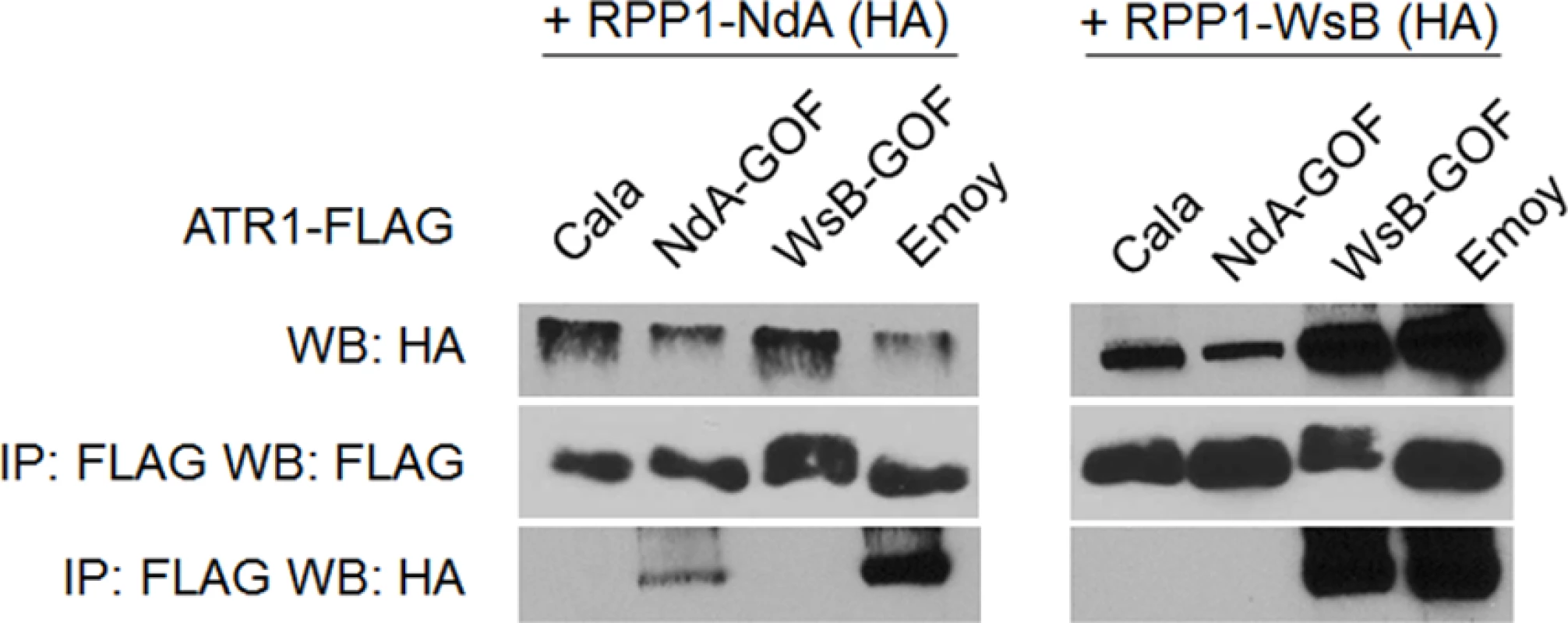 Exclusively recognized ATR1-Cala2-GOF mutants co-immunoprecipitate respective RPP1 alleles.