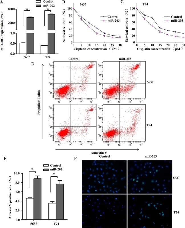 miR-203 enhances cytotoxicity of cisplatin on 5637 and T24 bladder cancer cells. (A) miR-203 expression levels in 5637 and T24 cells transfected with miR-203 mimics/negative control. miR-203 levels were significantly increased in cells transfected with miR-203 mimics compared with cells transfected with negative control (*P<0.001, t test, n = 6). (B, C) Concentration-dependent curves for 5637 and T24 cell lines transfected with miR-203 mimics and negative control at 24h. Cell viabilities of miR-203-overexpressing cells were dramatically reduced when compared with negative control cells at 5, 10, 15, 20, 25 and 30μM cisplatin (all at P<0.05, t test). (D) Flow cytometry analysis for apoptosis via double staining of cells with Annexin V FITC and propidium iodide (PI). (E) Quantification analysis of apoptosis shown in Fig 2B. Overexpression of miR-203 significantly augmented apoptosis in 5637 and T24 cell lines (*P<0.01, t test, n = 6). (F) TUNEL assay indicated 5637 and T24 cell lines transfected with miR-203 mimics showed elevated levels of DNA cleavage compared with normal control (40×). Cells were stained with DAPI and subjected to TUNEL assay to detect DNA and apoptotic cells.