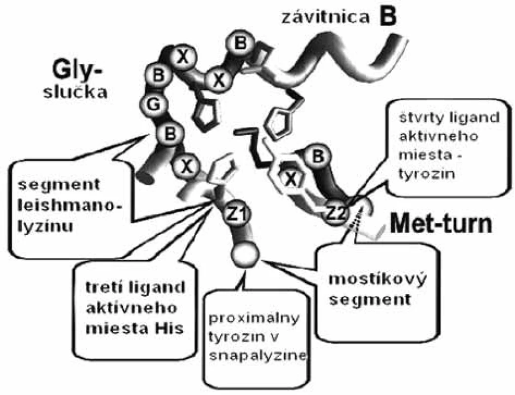 Schéma aktívneho miesta so spoločným segmentom HEXXHXXGXXH/D v skupine enzýmov metzincínu (slučky Met-turn a Gly, B sú apolárne aminokyseliny, X ľubovoľné jednotky a X sú špecifické aminokyseliny charakteristické pre jednotlivé enzýmy) &lt;sup&gt;51)&lt;/sup&gt;