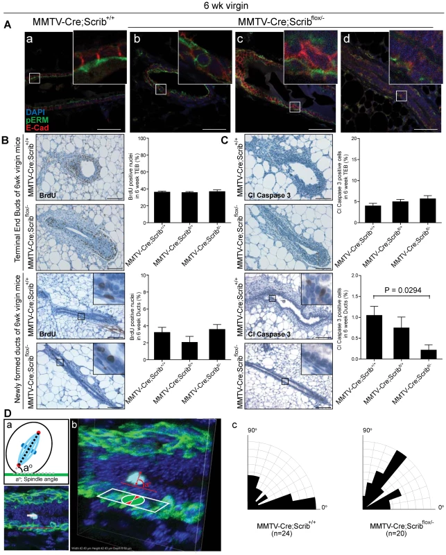 Hyperplasia is preceded by defects in cell polarity, apoptosis and spindle orientation during the remodelling and maturation of <i>Scrib</i>-deficient mammary ducts.