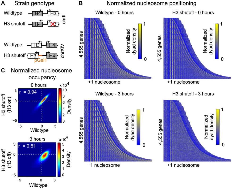 Histone H3 depletion alters nucleosome occupancy genome-wide.