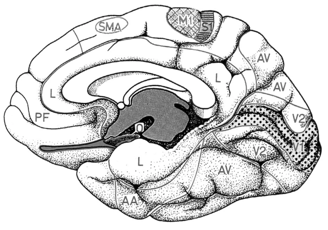 Topografie elokventních oblasti na mediální ploše hemisféry mozku (SMA – suplementární motorická oblast, M1 – primární motorický kortex nohy)
Fig. l. Topography of eloquent brain regions located on the medial surface of cerebral hemisphere (SMA – supplementary motor area, M1 – primary leg motor cortex)