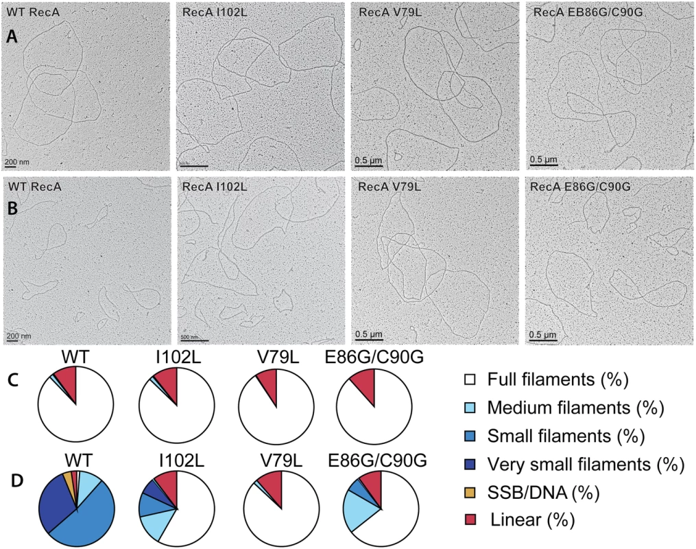 Electron microscopy of RecA variant protein filaments on cssDNA, with and without treatment by RecX protein.