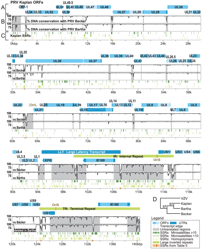 Genome organization of PRV Kaplan and comparison of sequence conservation with strains Becker and Bartha.