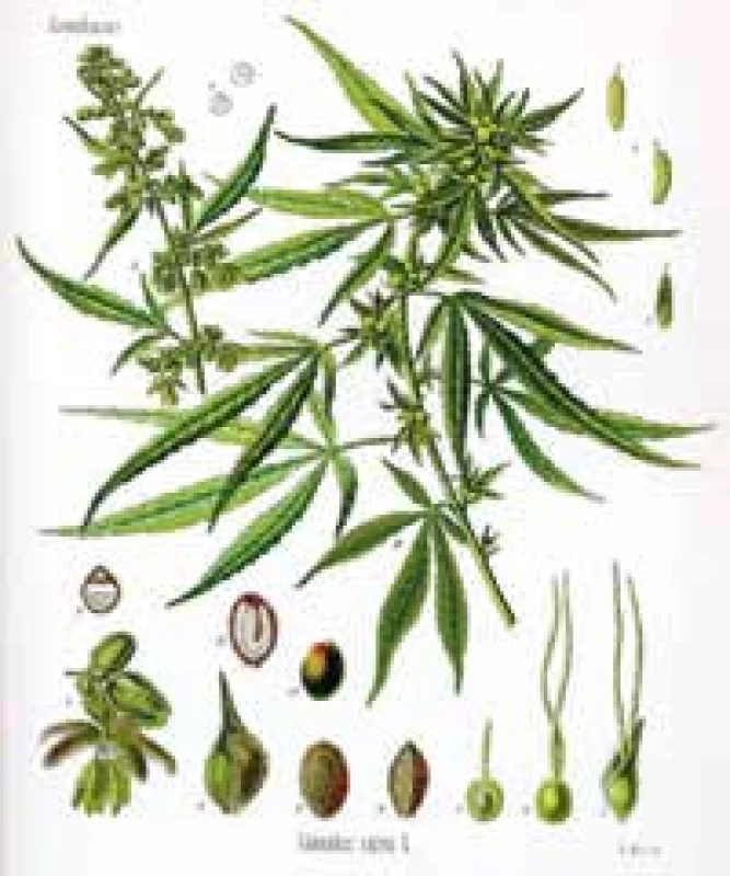 Konopa siata (Cannabis sativa) vo vyobrazení Franza Eugena Köhlera z roku 1887