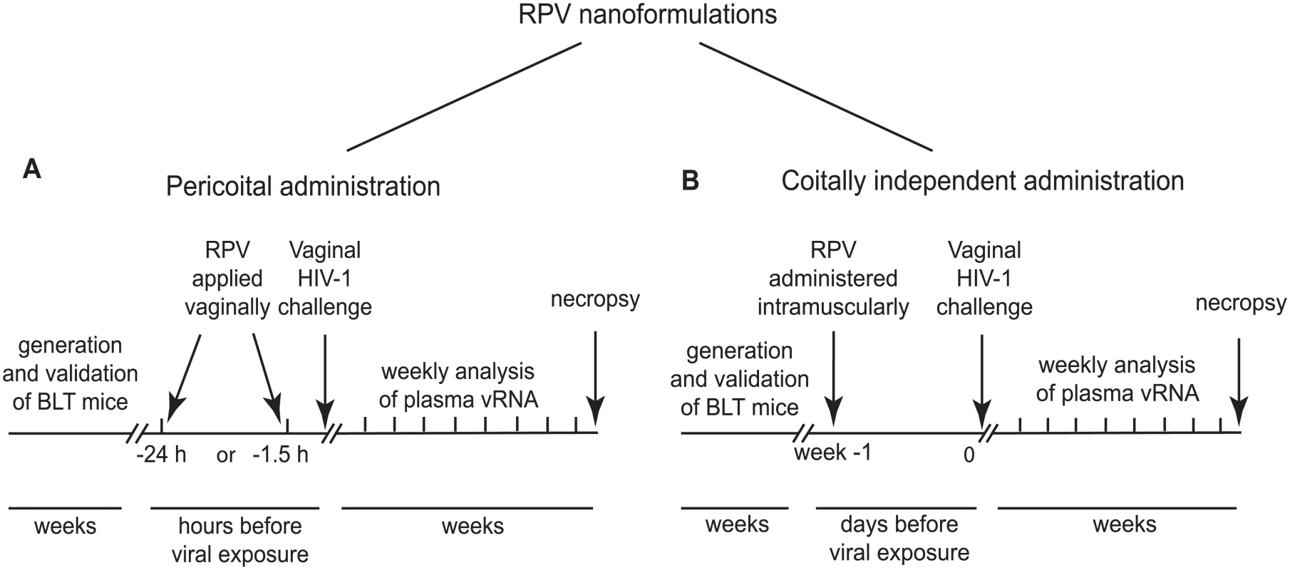 Experimental design for the evaluation of efficacy of RPV nanoformulations in prevention of vaginal HIV transmission in humanized BLT mice.