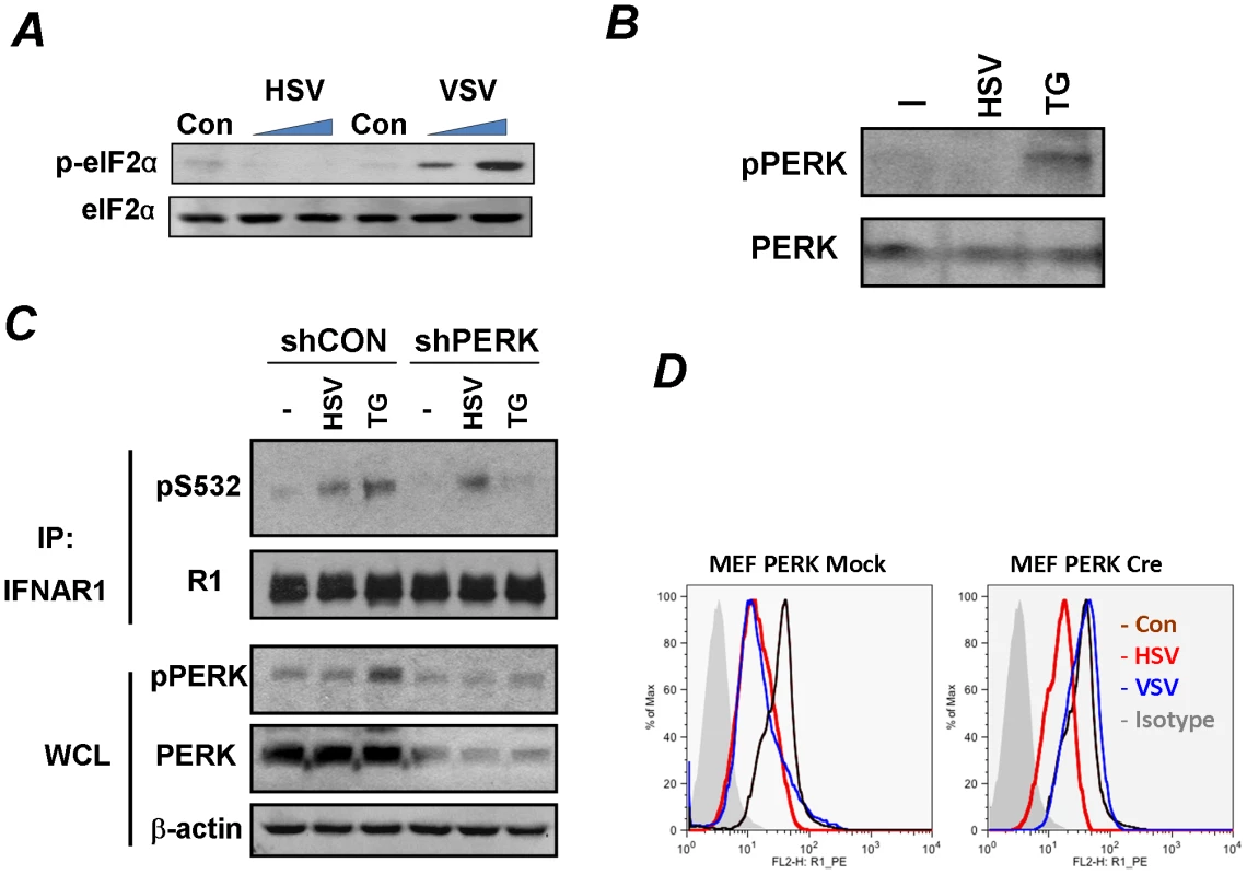 Phosphorylation-dependent downregulation of IFNAR1 by HSV occurs in a PERK-independent manner.