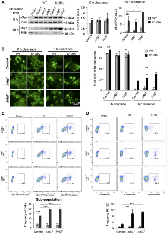 Impairment of autophagy decreases S129A aSyn-GFP clearance and increases toxicity.