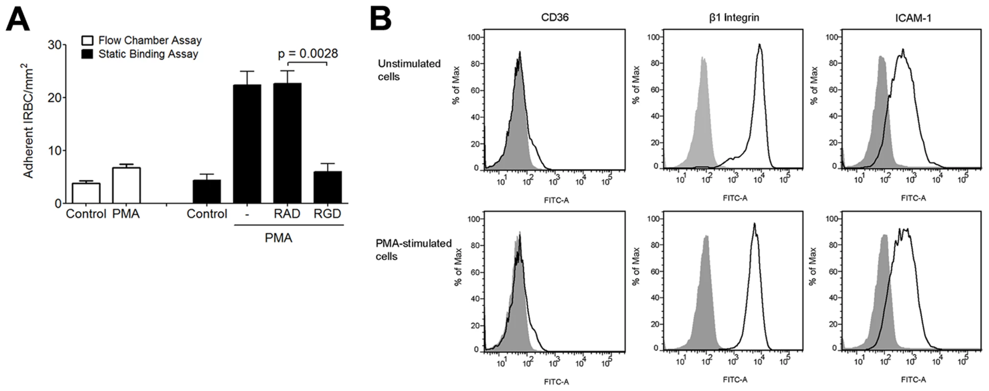 Effect of PMA on IRBC adhesion to HMEC-1.
