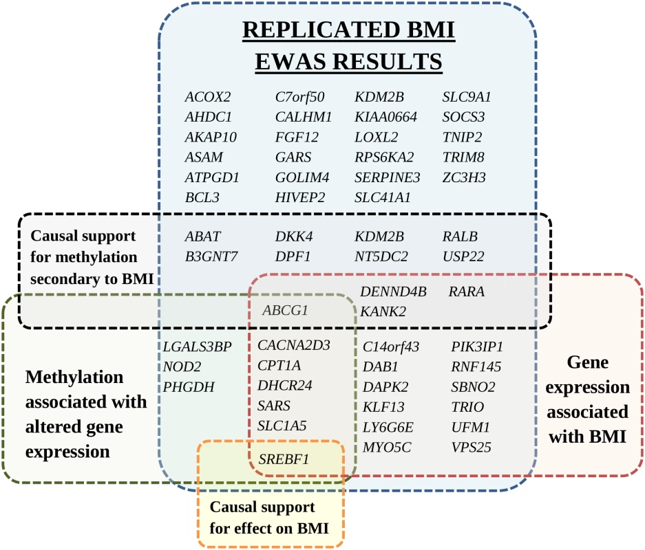 Annotated genes of replicated differentially methylated CpGs identified in the BMI epigenome-wide association study.