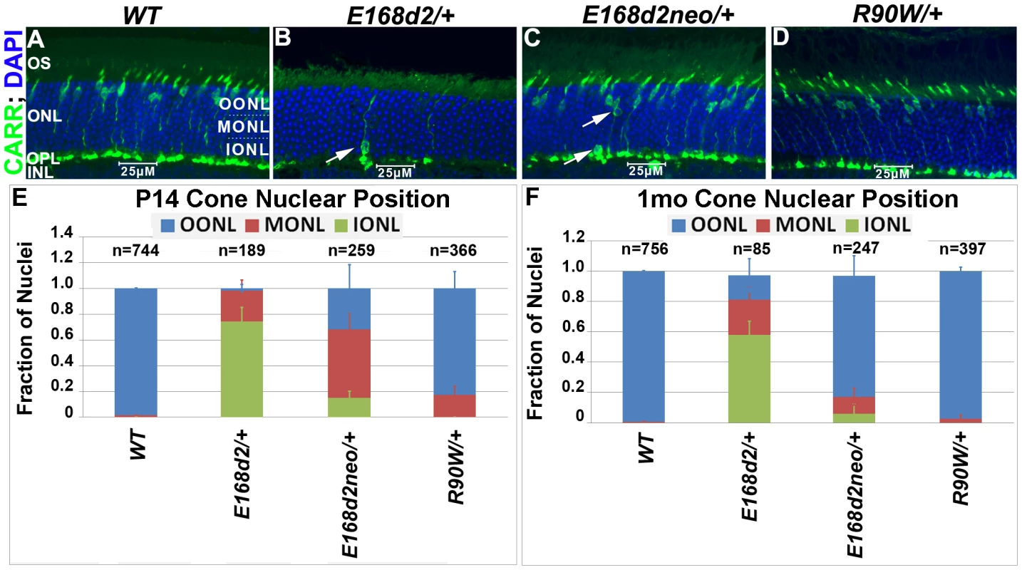 Heterozygous <i>E168d2/</i>+, <i>E168d2neo/</i>+ and <i>R90W/</i>+ mice display abnormal cone nuclear localization in developing and adult retina.