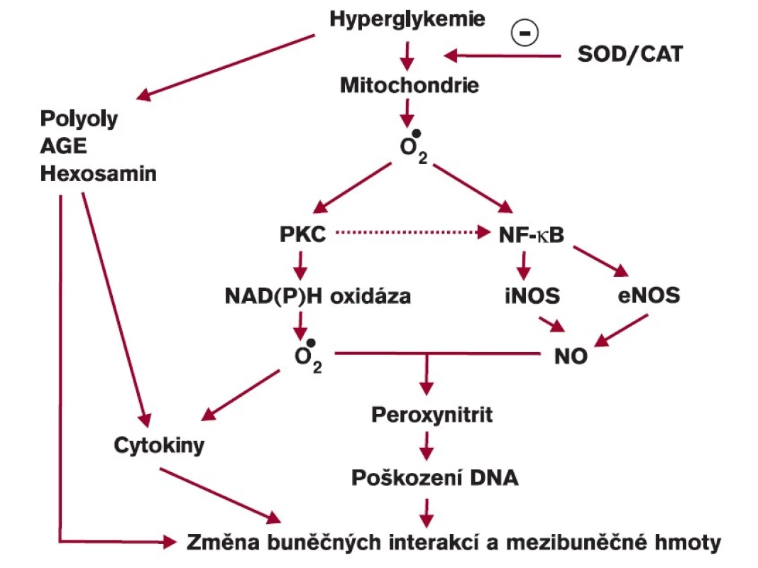 Hyperglykemie jako příčina tvorby reaktivních forem kyslíku uvnitř buňky.