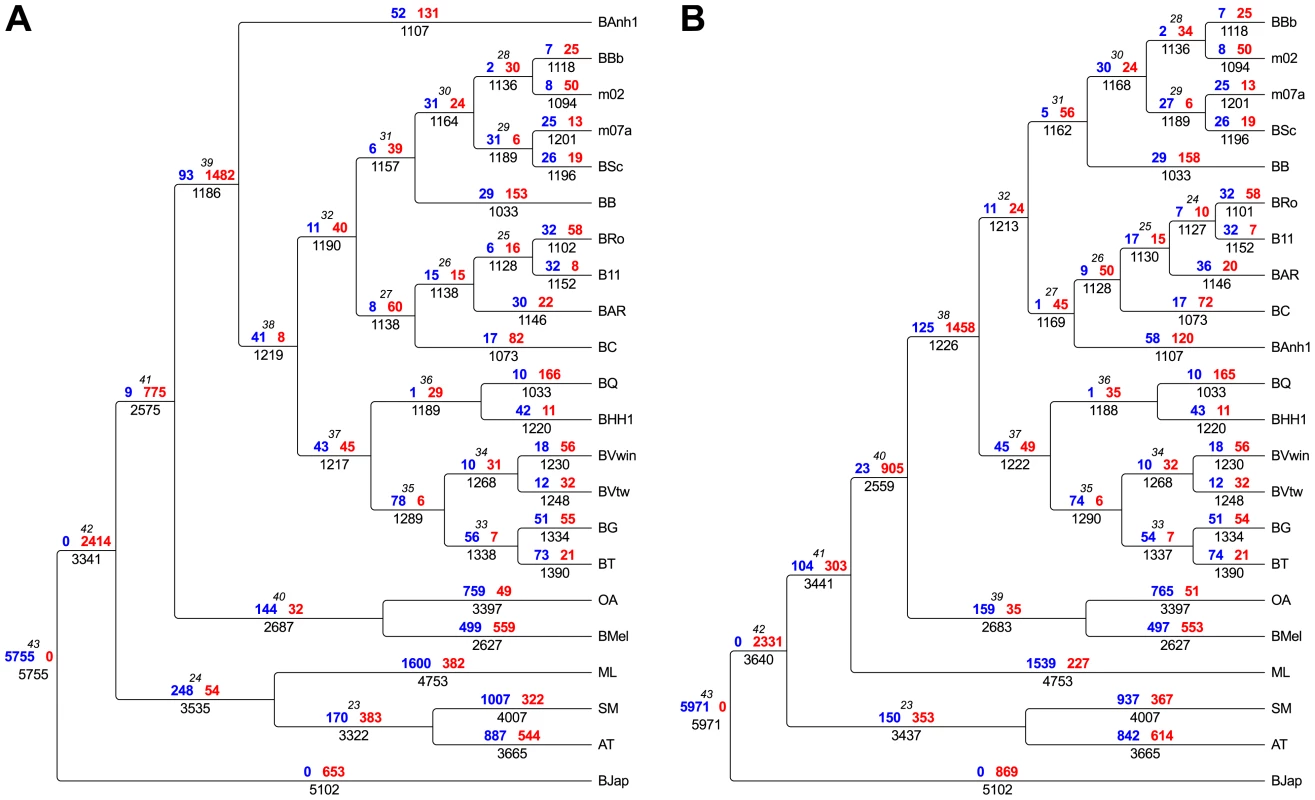 Flux of protein families in <i>Bartonella</i> and related outgroup species.