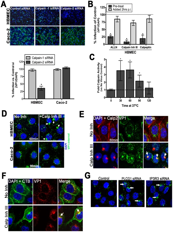 Calpain-2 is required for vesicular trafficking of internalized CVB.