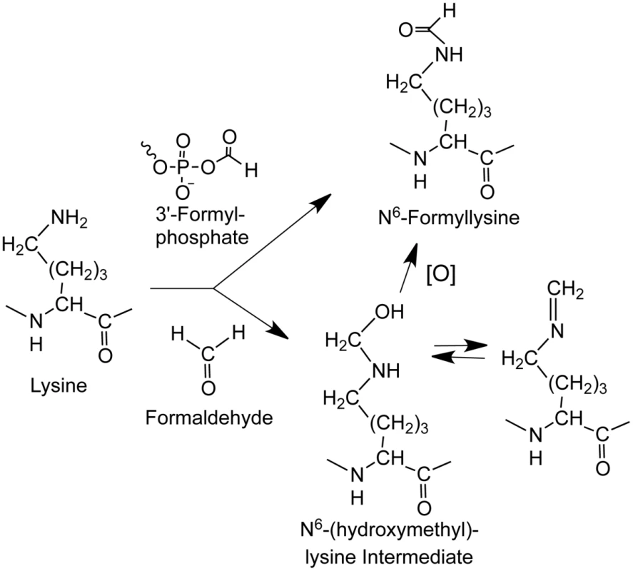 Sources of N<sup>6</sup>-formyllysine.