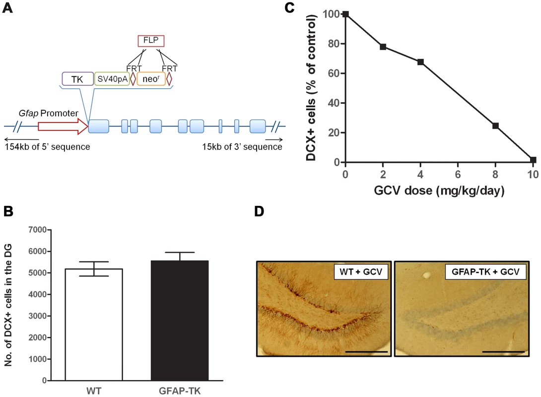 Ganciclovir administration ablates neurogenesis in the dentate gyrus of the GFAP-TK rat.