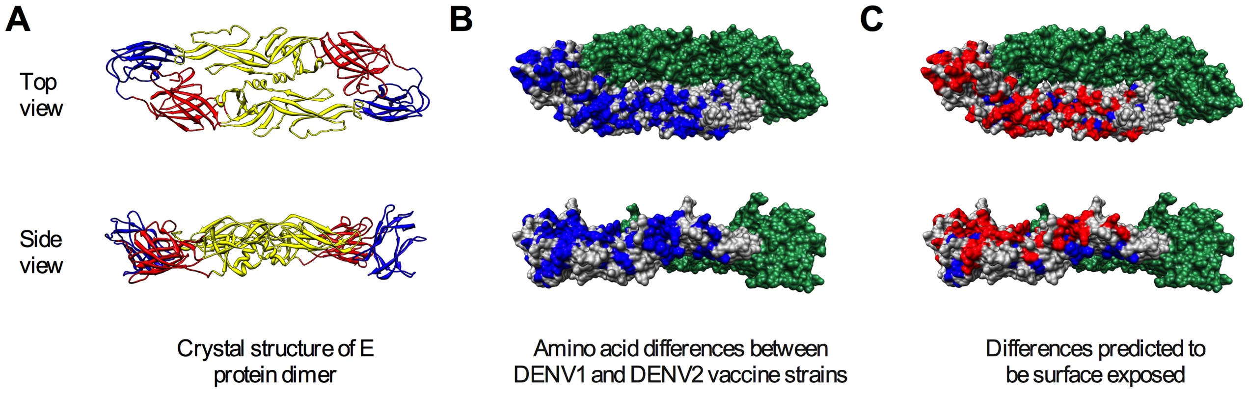 Surface-accessible residues that differ between DENV1 and DENV2 identified for mutagenesis.
