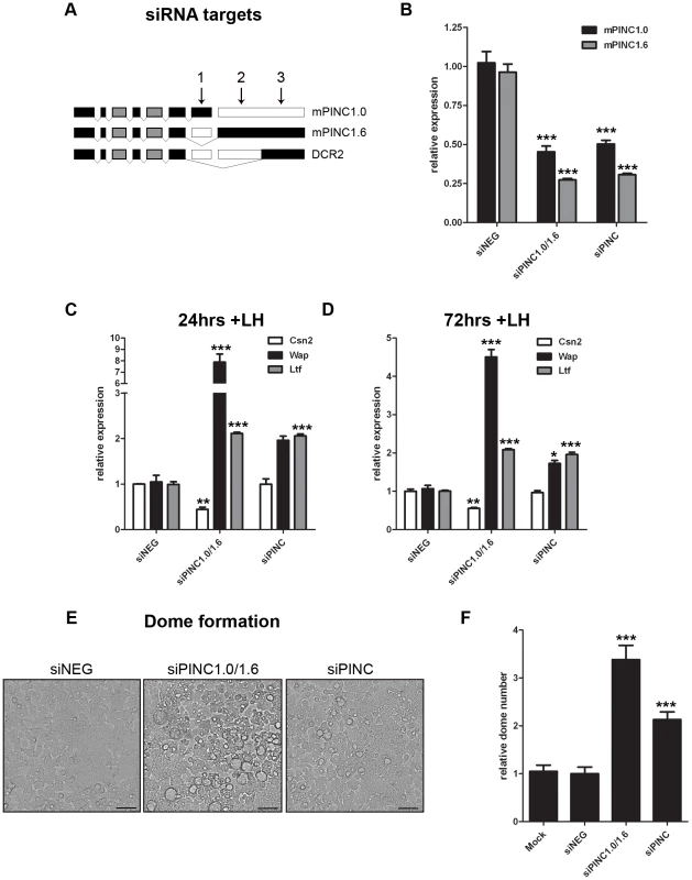 Knockdown of <i>mPINC</i> enhances differentiation of HC11 cells.