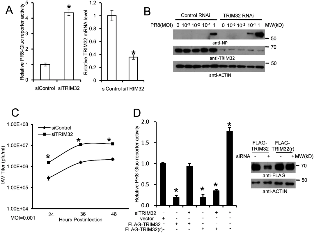 RNAi depletion of TRIM32 promotes influenza virus infection.