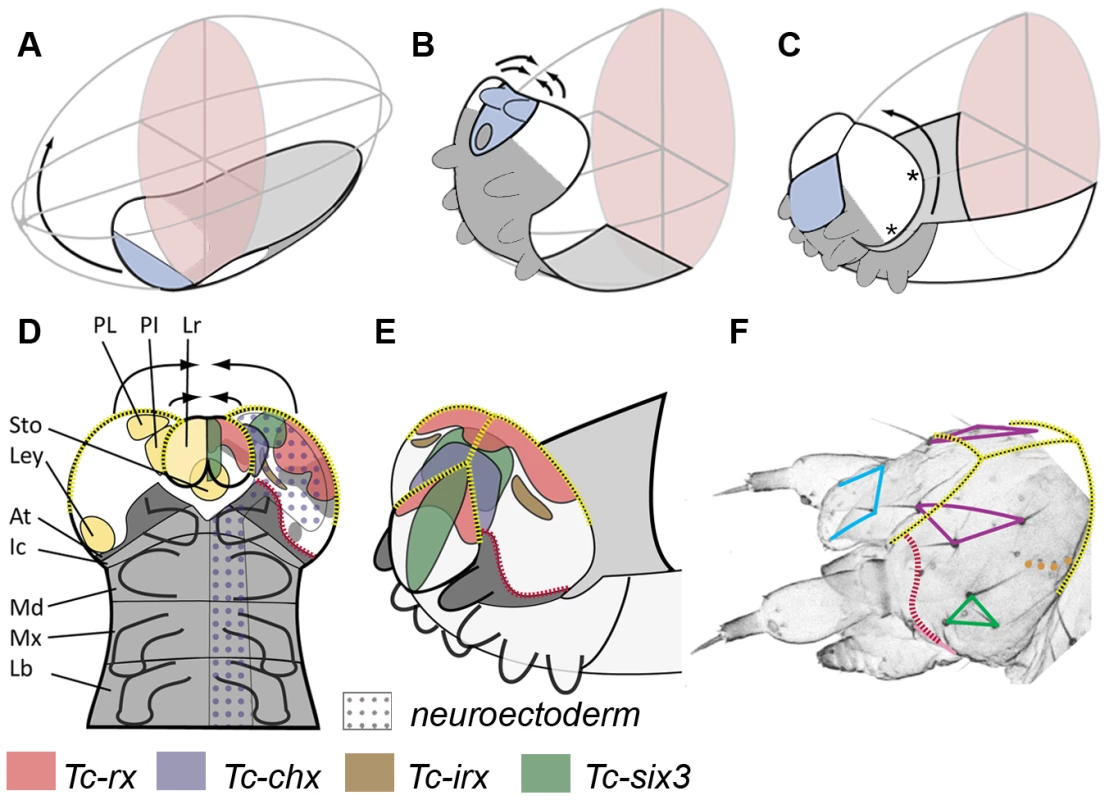 Fate map and morphogenesis of the head.