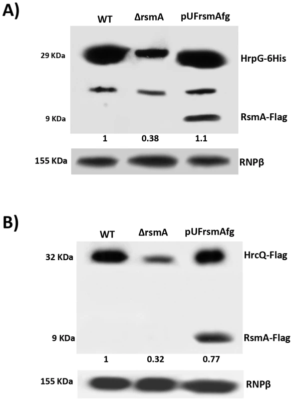 Immunoblotting experiments showed reduction of HrpG-6His and HrcQ-Flag protein levels in the <i>rsmA</i> mutant cells of <i>Xanthomonas citri</i> subsp. citri.