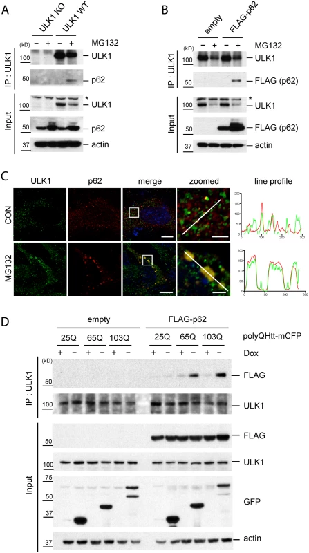 Accumulation of protein aggregates induces the interaction between ULK1 and p62.