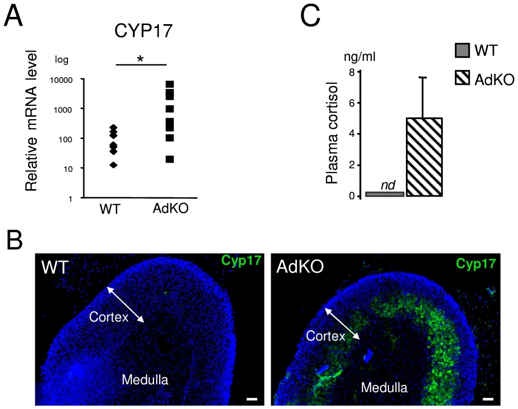 AdKO adrenals expressed Cyp17 and produced cortisol.