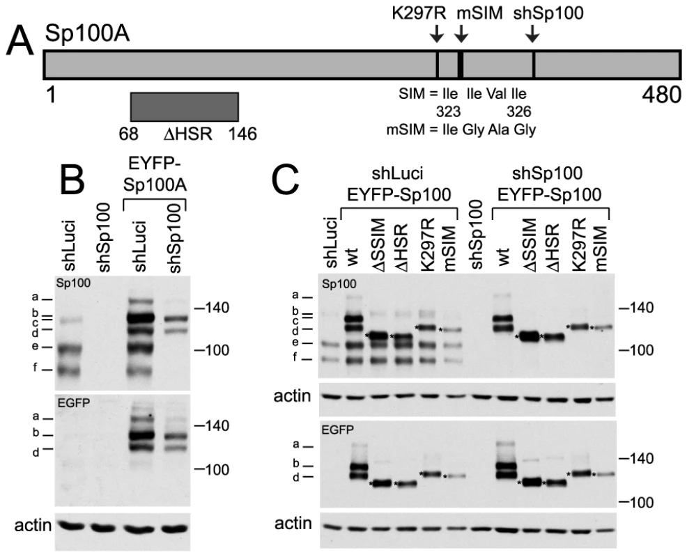 Expression and analysis of mutants of Sp100A and their recruitment to sites associated with HSV-1 genomes.