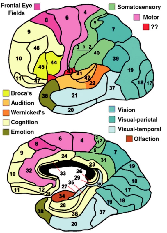 Brodmanova cytoarchitektonická mapa mozkové kůry