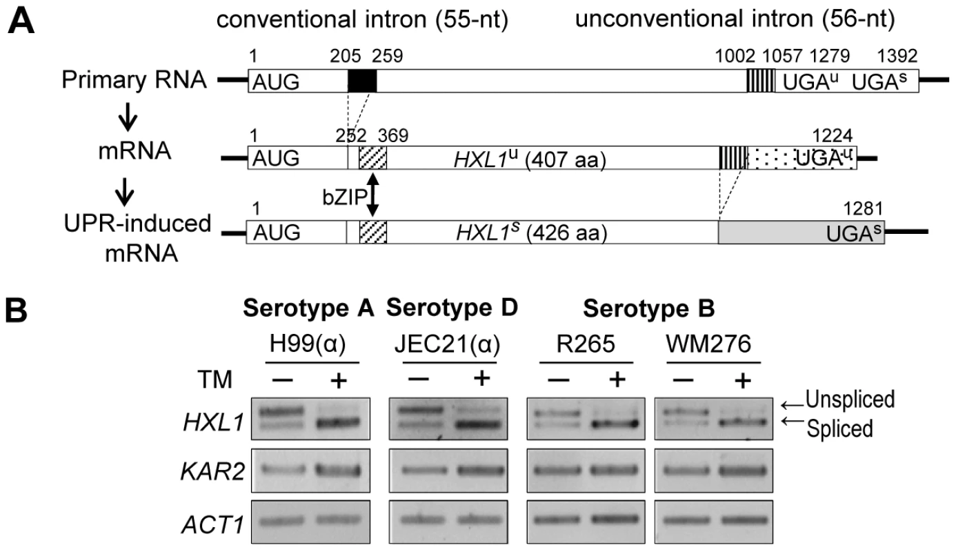 Structural conservation of the distinct <i>HXL1</i> gene in different serotypes of <i>C. neoformans.</i>