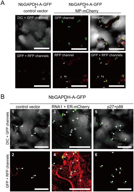NbGAPDH-A changes its subcellular localization in association with RCNMV RNA replication, but not with viral proteins.