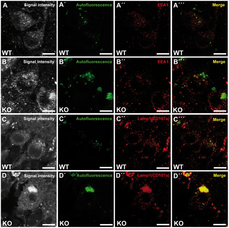 Large autofluorescent particles in knockout tissues are Lamp1-positive.