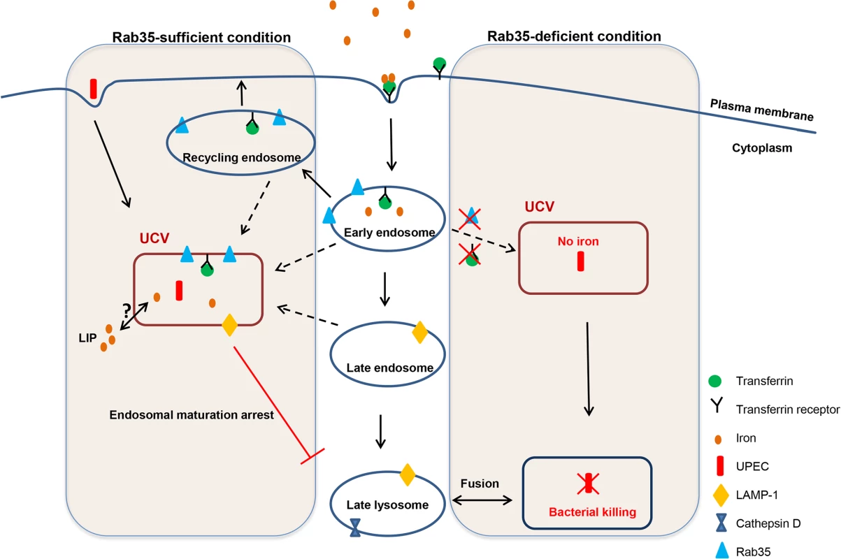 Schematic representation of how the presence or absence of Rab35 affects the fate of UPEC survival within UCV.