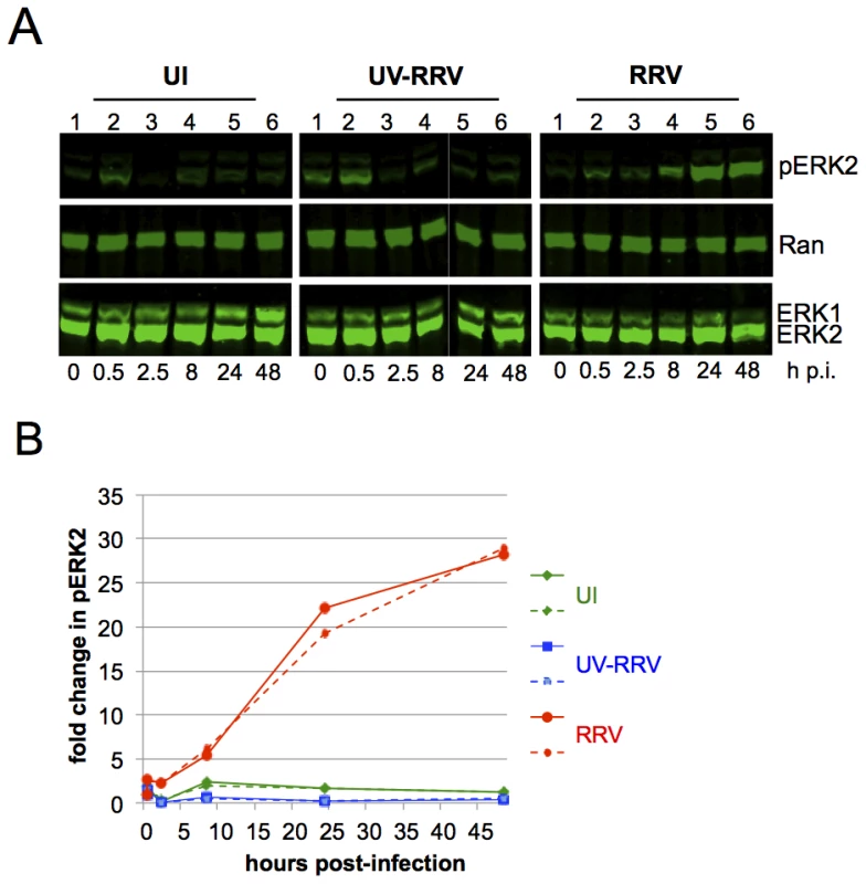 ERK activation is sustained in de novo RRV infection.