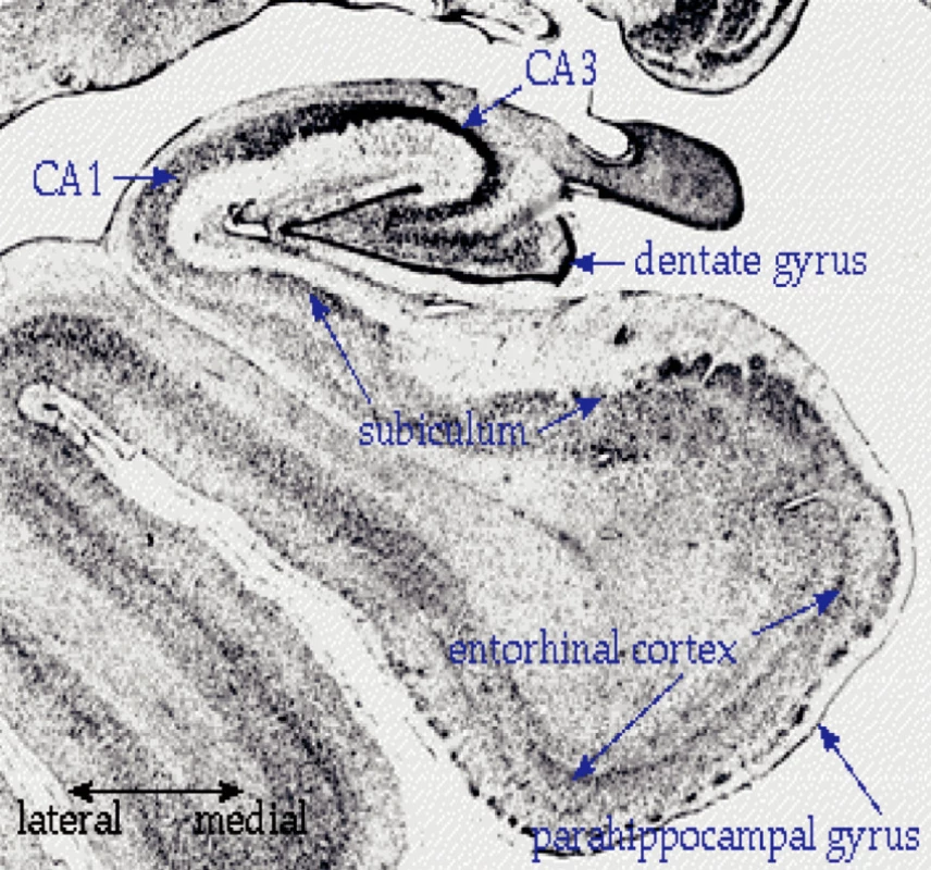 Hipokampální formace
CA 1,
CA 3 beze změn,
Dentata gyrus Fascia dentata,
Subiculum Subiculum,
Entorhinal cortex Entorhinální kůra,
Parahippocampal gyrus G, parahippocampalis,
Lateral Laterální,
Medial Mediální