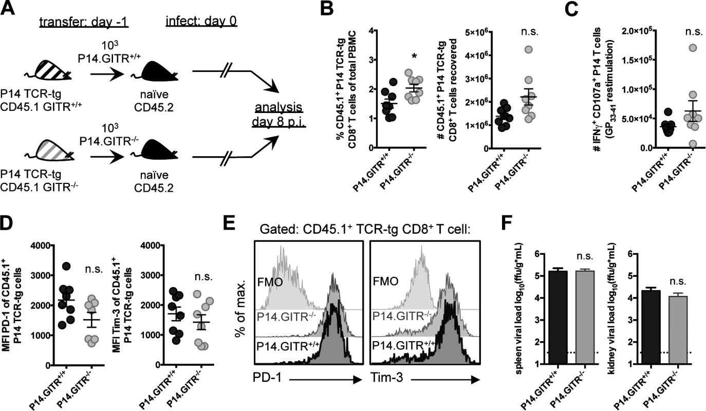 The effect of GITR on the CD8 T cell response is CD8 T cell-extrinsic.