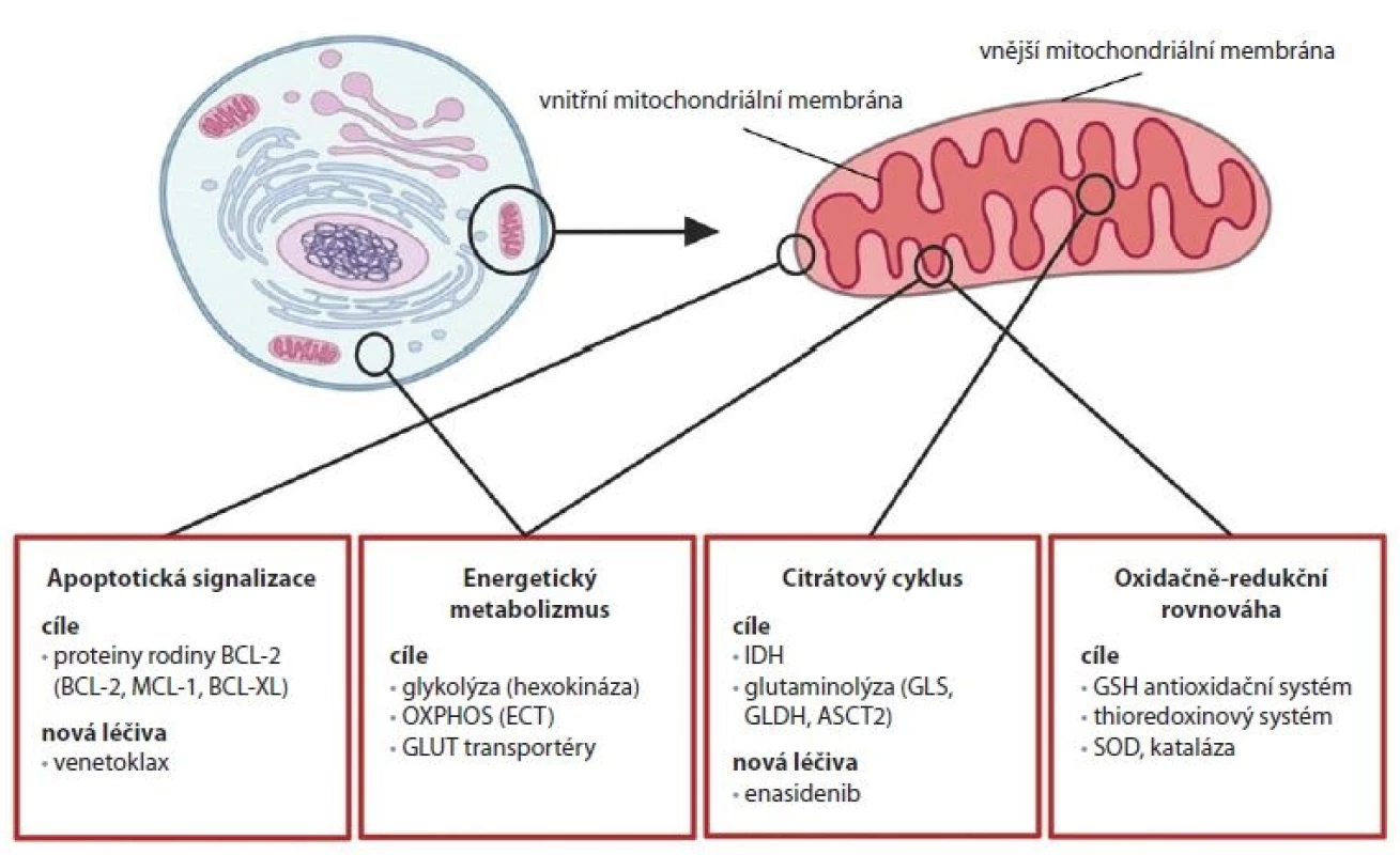 Přehled strategií pro cílení mitochondriálních procesů v terapii nádorů.
