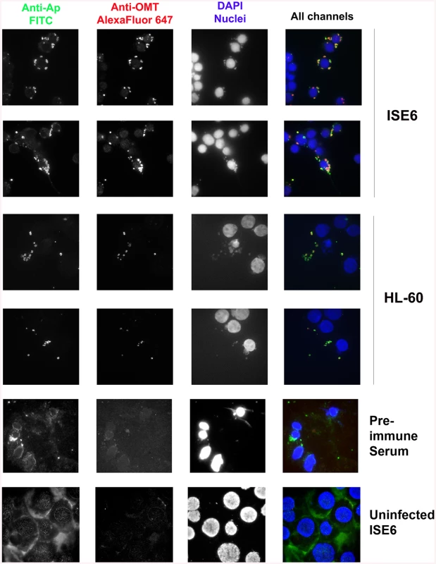 OMT is highly expressed by <i>A</i>. <i>phagocytophilum</i> binding to ISE6 cells and not HL-60 cells.