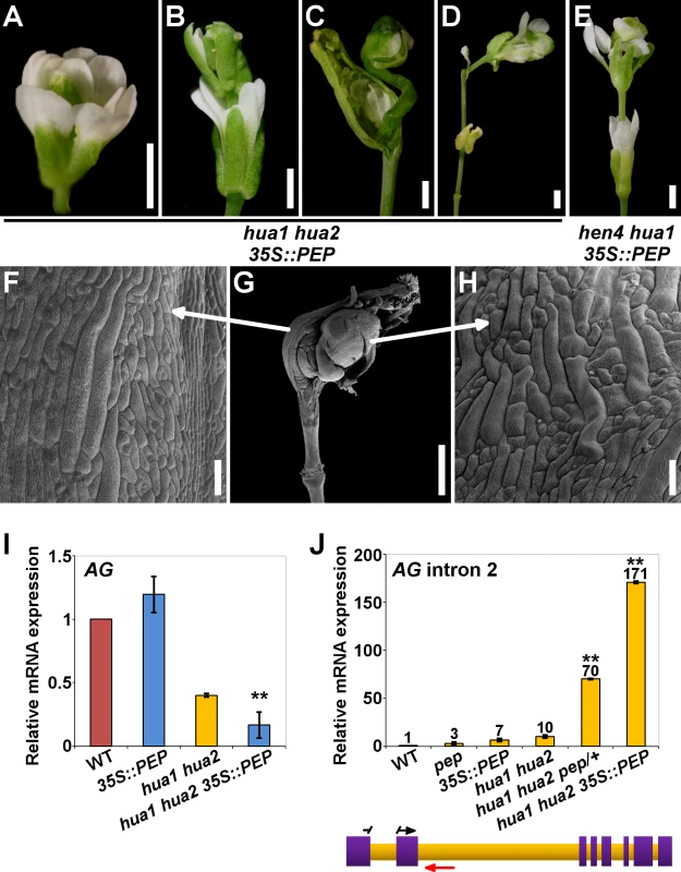 <i>PEP</i> overexpression impairs flower morphogenesis and <i>AG</i> pre-mRNA processing.