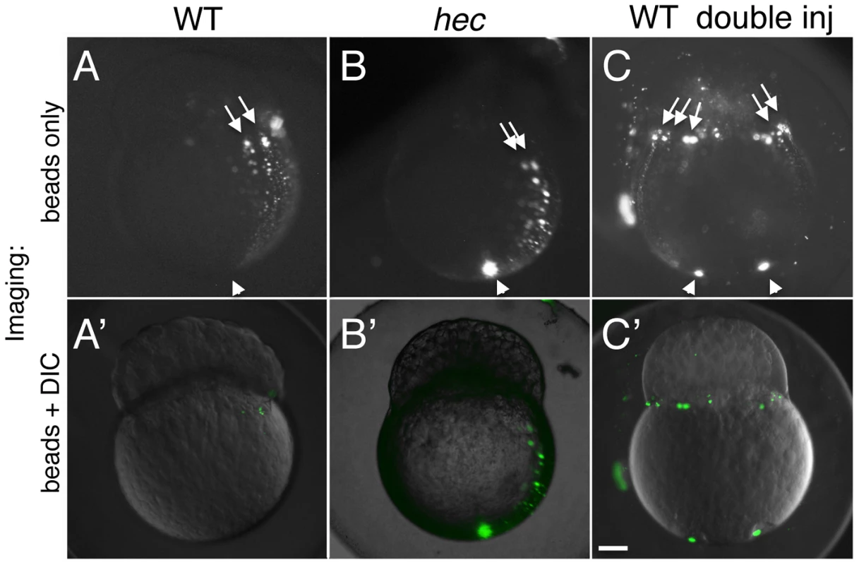 Long-range animally-directed transport is not affected in <i>hecate</i> mutants.