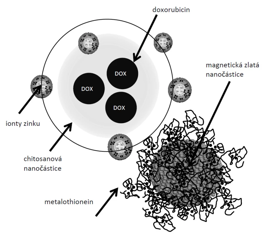 Předpokládané schéma chitosanového nanotransportéru doxorubicinu.
