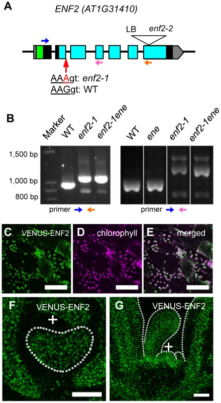 The <i>ENF2</i> gene encodes a plastid-targeted protein expressed throughout the shoot apex.