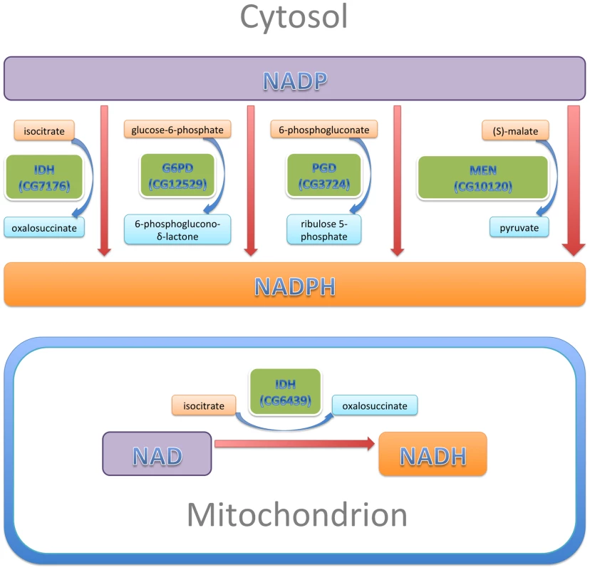 NADP/H metabolism: The major enzymatic sources of cytosolic NADPH are indicated, along with their reactants.