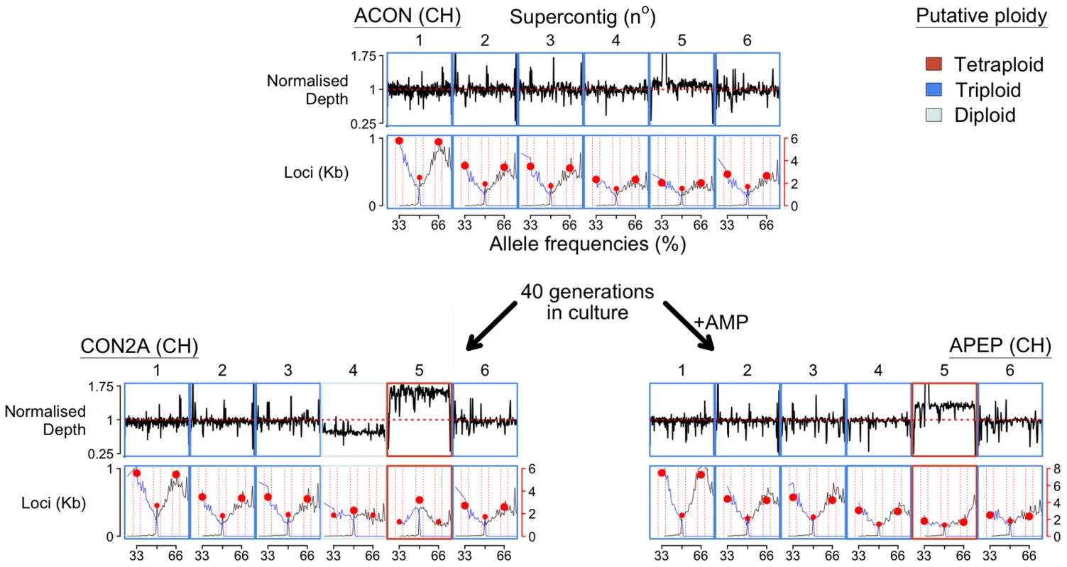 Chromosome copy number variation was identified across the three <i>Bd</i>CH isolates (ACON and its progenitors CON2A and APEP) following 40 generations in culture with or without the addition of anti-microbial peptides (AMP), respectively.