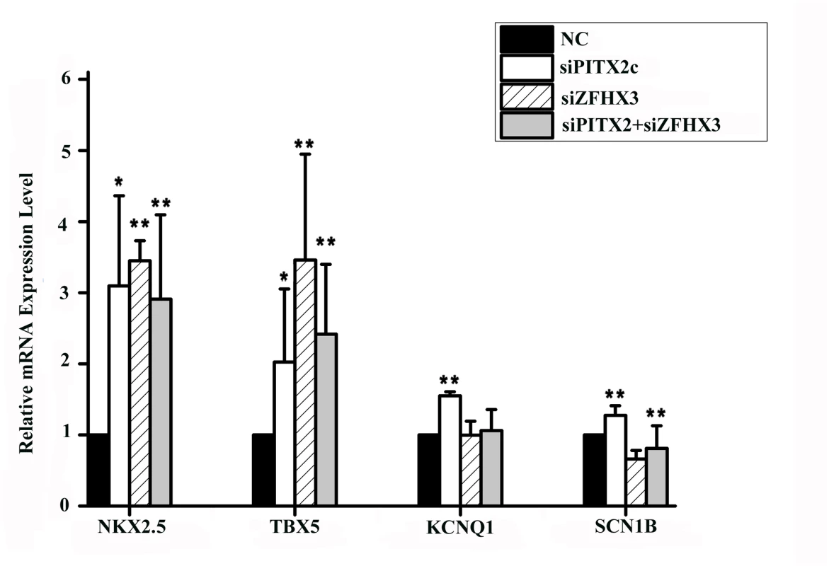 <i>PITX2c</i> and <i>ZFHX3</i> regulate expression of <i>NKX2</i>.<i>5</i>, <i>TBX5</i>, <i>KCNQ1</i> and <i>SCN1B</i>.