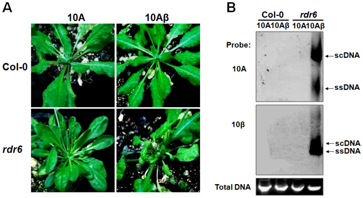 RDR6 mediates nonhost defense against TYLCCNV in <i>Arabidopsis</i>.