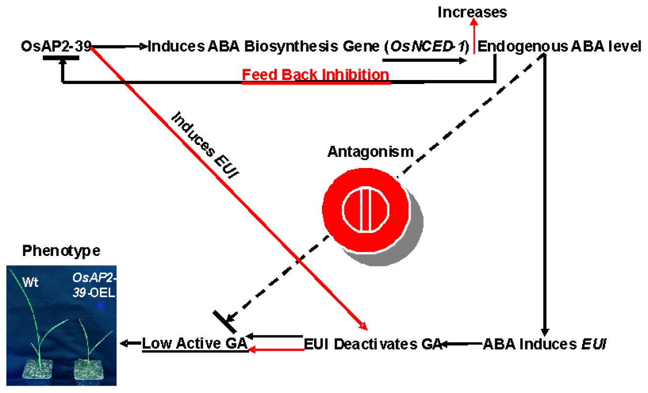 A schematic diagram of the involvement of OsAP2-39 in the ABA and GA antagonism and homeostasis.