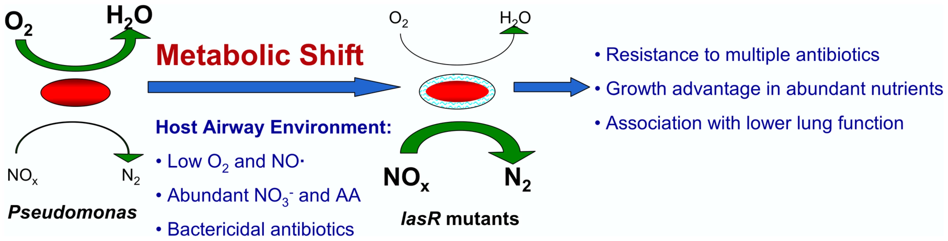 A model for metabolic changes in CF-adapted <i>lasR</i> mutant isolates of <i>P. aeruginosa</i>.