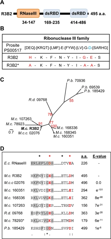 Domain structure and conserved residues of the <i>M</i>. <i>circinelloides</i> RNase III R3B2.